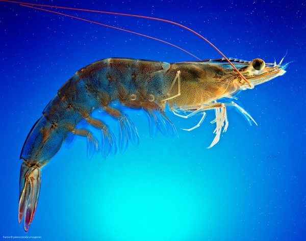 Fotógrafo profesional producto comercial alimentos cancún y riviera maya